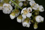 Chokecherry